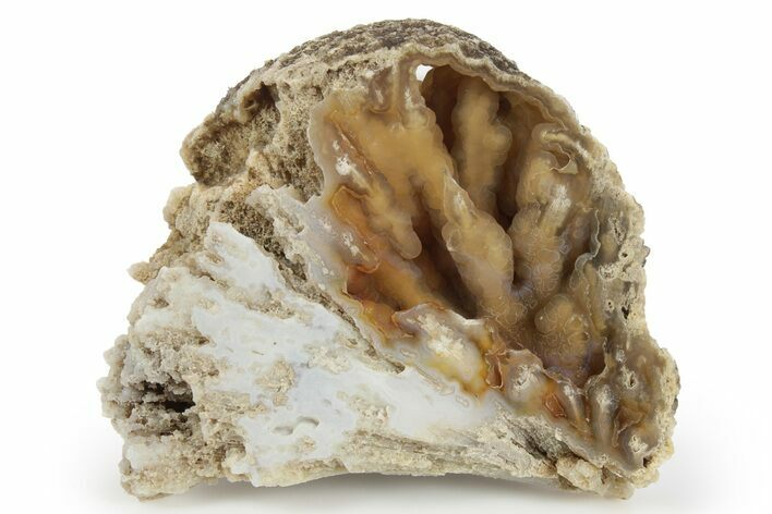 Agatized Fossil Coral Geode - Florida #250935
